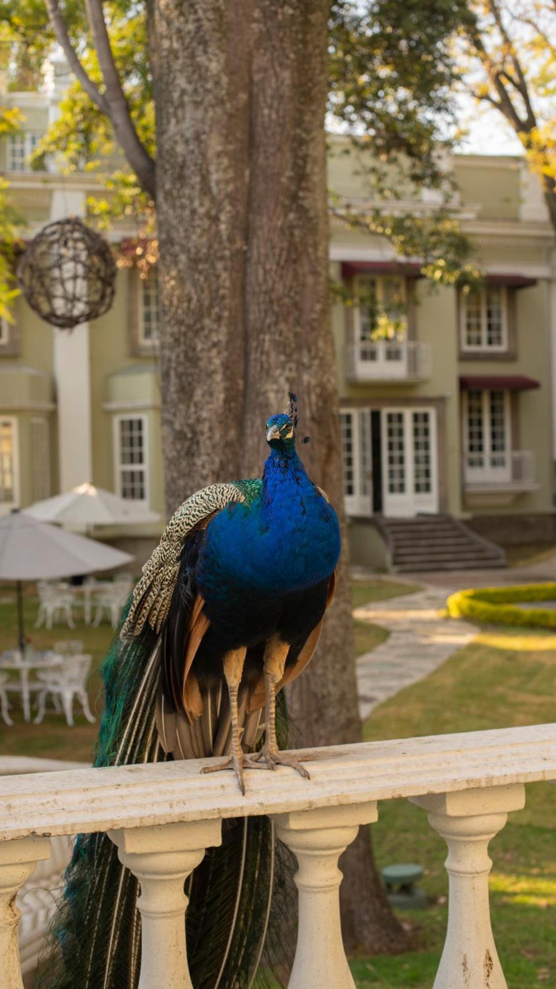 Mansion Papilio Bed & Breakfast Mexico City Exterior photo